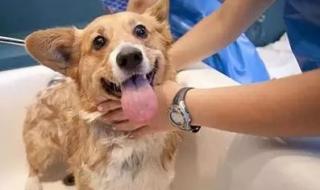 三个月狗狗能洗澡吗